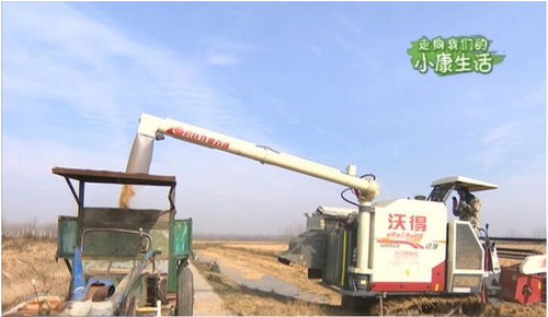 沭陽馬廠 有機稻米蒸出幸福生活，大米色選機點亮致富路